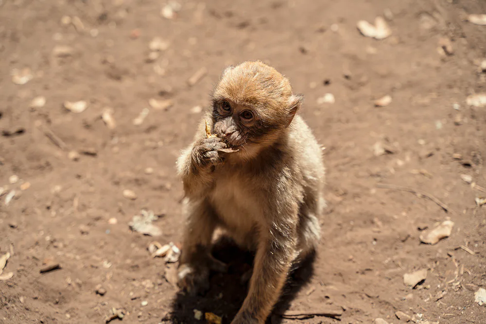 Macaque in Azrou, Morocco